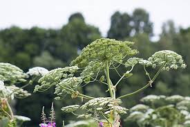 Attēlu rezultāti vaicājumam “Heracleum sosnowskyi flower”