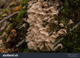 Attēlu rezultāti vaicājumam “Phlebiopsis gigantea”