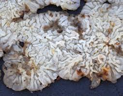 Attēlu rezultāti vaicājumam “Antrodiella faginea”