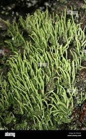 Attēlu rezultāti vaicājumam “Cladonia coniocraea”