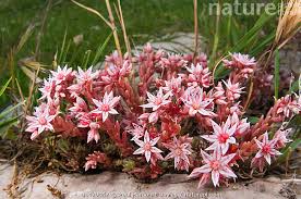 Attēlu rezultāti vaicājumam “Sedum hispanicum”