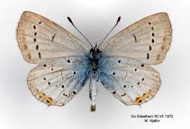 Attēlu rezultāti vaicājumam “Everes argiades”