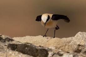 Image result for Oenanthe hispanica