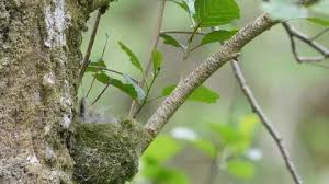 Attēlu rezultāti vaicājumam “Fringilla coelebs nest”