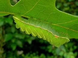 Attēlu rezultāti vaicājumam “Aglia tau”