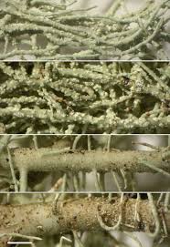 Attēlu rezultāti vaicājumam “Usnea subfloridana”