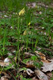 Attēlu rezultāti vaicājumam “Carex pilosa leaf”