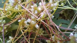 Attēlu rezultāti vaicājumam “Cuscuta europaea”