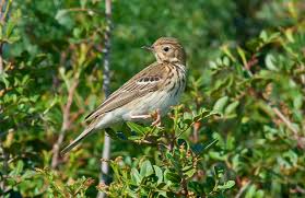 Attēlu rezultāti vaicājumam “Anthus trivialis adult”