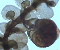 Attēlu rezultāti vaicājumam “Frullania tamarisci macro”