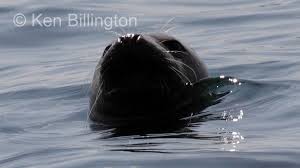 Attēlu rezultāti vaicājumam “Halichoerus grypus”