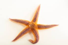 Image result for Asterias rubens