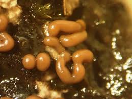 Attēlu rezultāti vaicājumam “Trichia contorta”