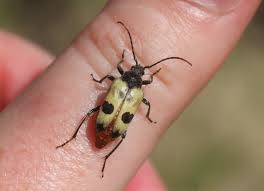 Attēlu rezultāti vaicājumam “Ptinus sp. female”