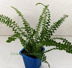 Image result for НЕФРОЛЕПИС (Nephrolepis