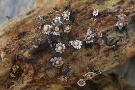 Attēlu rezultāti vaicājumam “Diderma radiatum macro”