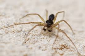 Attēlu rezultāti vaicājumam “Neottiura bimaculata”