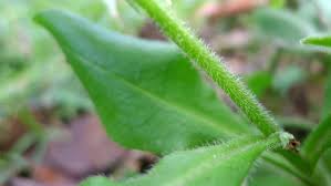 Attēlu rezultāti vaicājumam “Myosotis sylvatica leaf”