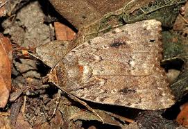 Attēlu rezultāti vaicājumam “Amphipyra pyramidea”