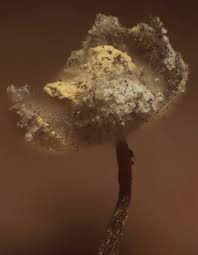 Attēlu rezultāti vaicājumam “Didymium annulisporum”