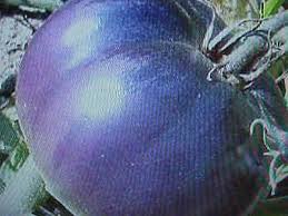 Afbeeldingsresultaat voor dark purple beefsteak tomato