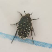 Attēlu rezultāti vaicājumam “Oxythyrea funesta imago”