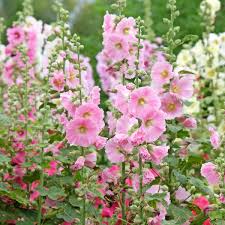 Image result for Stockrose