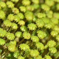 Image result for Marchantia polymorpha
