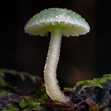 Attēlu rezultāti vaicājumam “Hygroamblystegium humile sporophyte”