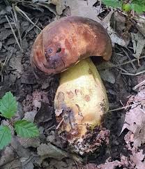 Attēlu rezultāti vaicājumam “Didymium xanthopus spores”