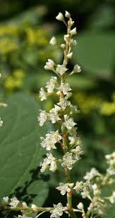 Attēlu rezultāti vaicājumam “Reynoutria japonica flower”