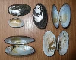 Attēlu rezultāti vaicājumam “Unio crassus”