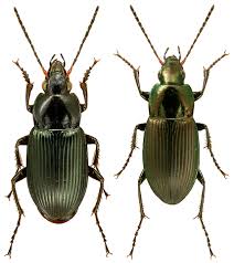 Attēlu rezultāti vaicājumam “Poecilus cupreus”