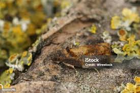 Attēlu rezultāti vaicājumam “Rusina ferruginea male”