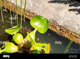 Attēlu rezultāti vaicājumam “Chara polyacantha”