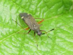 Attēlu rezultāti vaicājumam “Closterotomus biclavatus imago”