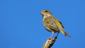 Attēlu rezultāti vaicājumam “Chloris chloris”