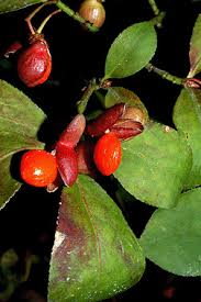 Attēlu rezultāti vaicājumam “Euonymus fruit”