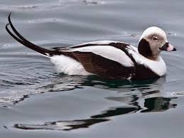 Attēlu rezultāti vaicājumam “Clangula hyemalis male”