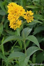Attēlu rezultāti vaicājumam “Lysimachia vulgaris”