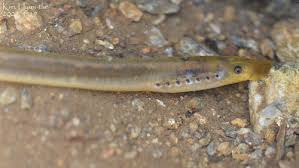 Image result for Lethenteron camtschaticum