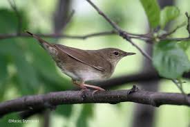 Image result for Locustella fluviatilis