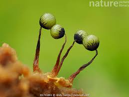 Attēlu rezultāti vaicājumam “Cribraria ferruginea spores”