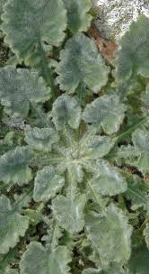 Image result for Campanula moesiaca
