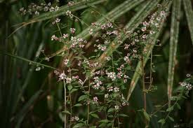 Attēlu rezultāti vaicājumam “Symphyotrichum x salignum flower”