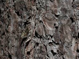 Attēlu rezultāti vaicājumam “Hipparchia semele underside”