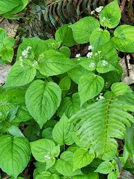Attēlu rezultāti vaicājumam “Circaea alpina leaf”