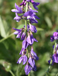 Attēlu rezultāti vaicājumam “Galega orientalis leaf”