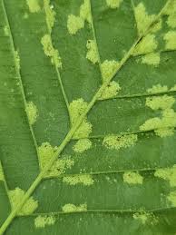 Attēlu rezultāti vaicājumam “Acalitus longisetosus”