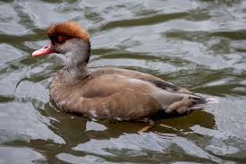 Image result for Netta rufina